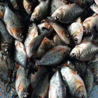 大量熱銷(xiāo) 淡水白鯧魚(yú)苗批發(fā) 鯧魚(yú)苗 魚(yú)類(lèi)養(yǎng)殖 魚(yú)苗供應(yīng)