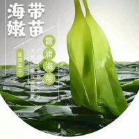 霞浦海帶苗批發(fā)新鮮鹽漬三秒鐘火鍋海帶嫩苗網紅爆款一件代發(fā)包郵