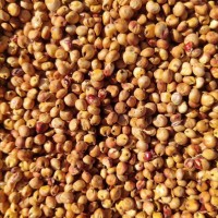 大量現(xiàn)貨出售內(nèi)蒙古優(yōu)質紅高粱