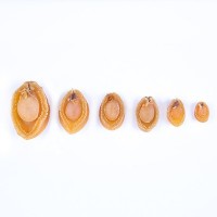 廠家直供現貨干鮑魚送禮燉湯佛跳墻原料批發(fā)海鮮干貨500g/斤