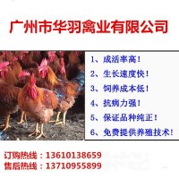 雞苗批發(fā)天露麻五大紅公雞冠型漂亮抗病力強(qiáng)適合東北市場(chǎng)廠家直銷(xiāo)