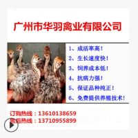 珍禽苗批發(fā)三黃雞苗麻雞苗肉雞苗廠家直銷(xiāo)誠(chéng)信經(jīng)營(yíng)