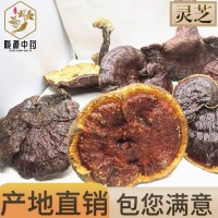長期供應 長白山靈芝片產(chǎn)地一手貨源 靈芝批發(fā) 靈芝個 中藥材