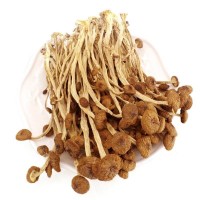 菌種基地直銷大量批發(fā)高山種不開(kāi)傘茶樹(shù)菇 5號(hào)3號(hào)干茶樹(shù)菇