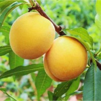 春美果園直發(fā)現(xiàn)摘黃桃水蜜桃新鮮水果 價(jià)優(yōu) 當(dāng)季脆甜黃桃按件批發(fā)