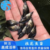 廣州水產養(yǎng)殖廠供應桂花魚苗 鱖魚苗 翹嘴桂花苗 桂魚魚苗