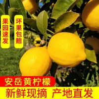 果園直發(fā)安岳黃檸檬 新鮮皮薄多汁，包郵 帶箱稱重. 壞果包賠