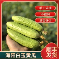廠家供應招代理海陽批發(fā)順豐當天現(xiàn)摘新鮮果蔬應季3/5斤白玉黃瓜