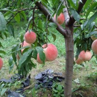 四川桃苗批發(fā)基地，國慶桃三年苗，品種保證基地直發(fā)