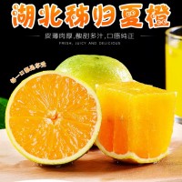新鮮夏橙湖北秭歸臍橙應季水果產地現摘現發(fā)非血橙非贛南一件代發(fā)