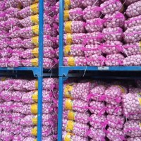 大量供應(yīng)山東大蒜，干蒜，鮮蒜、市場蒜。蒜米料，出口大蒜