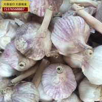 供應(yīng)金鄉(xiāng)大蒜 大蒜出口殘次品2kg 28元 ，不影響使用，美觀度欠，